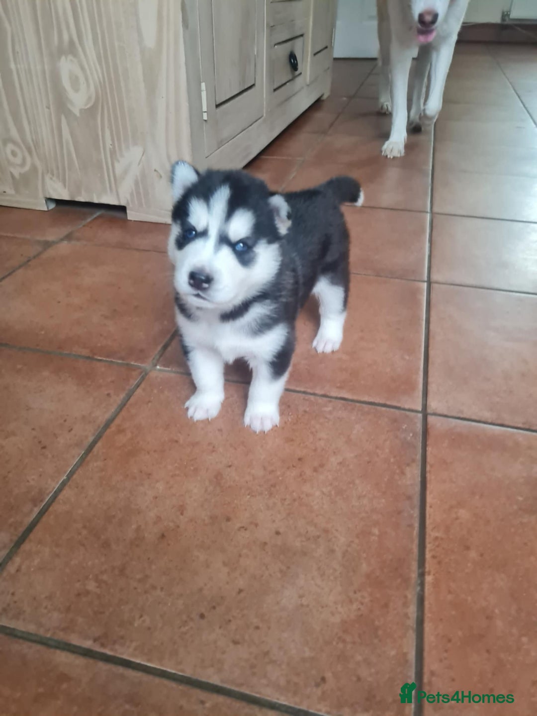 Siberian Husky dogs for sale: Siberian Husky puppies for sale  - Image 6