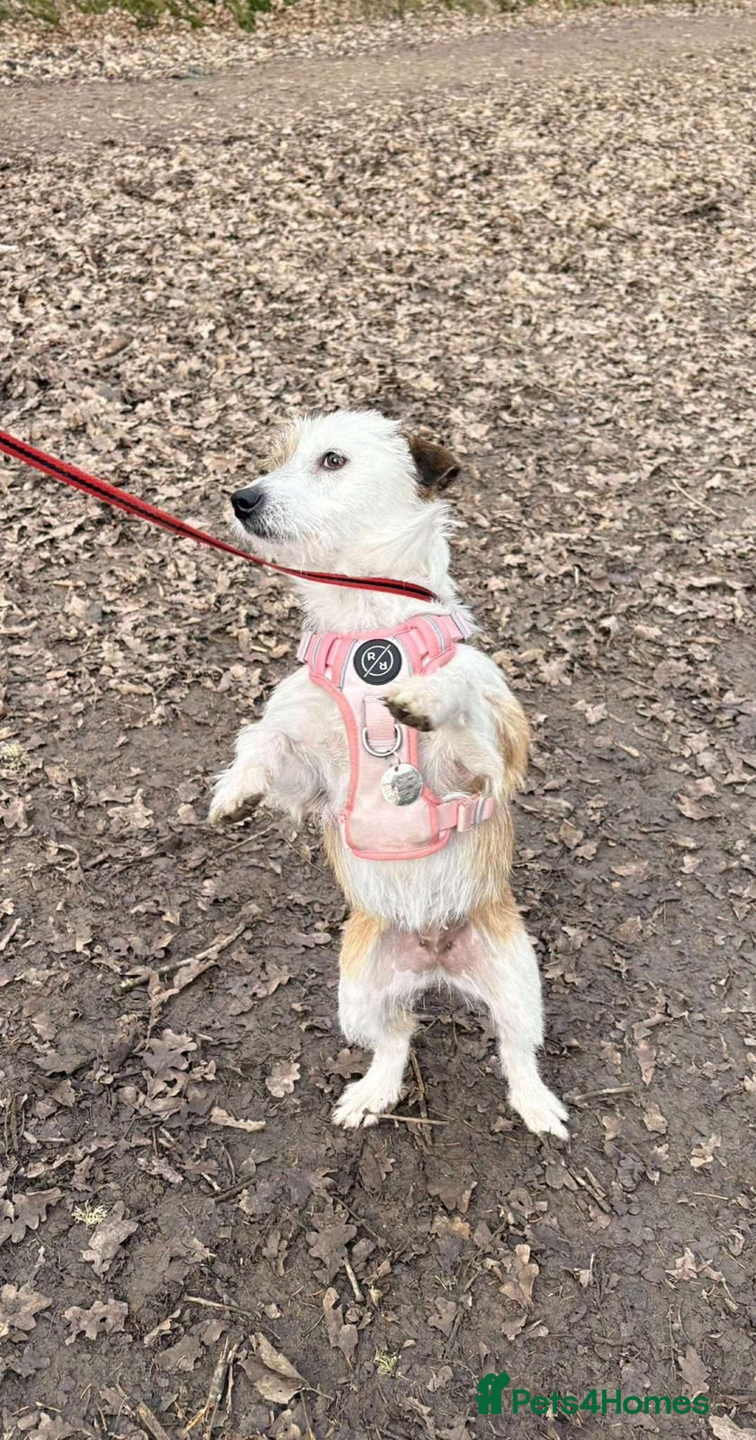Mixed Breed dogs for adoption: Twinkle ⭐️  - Advert 2