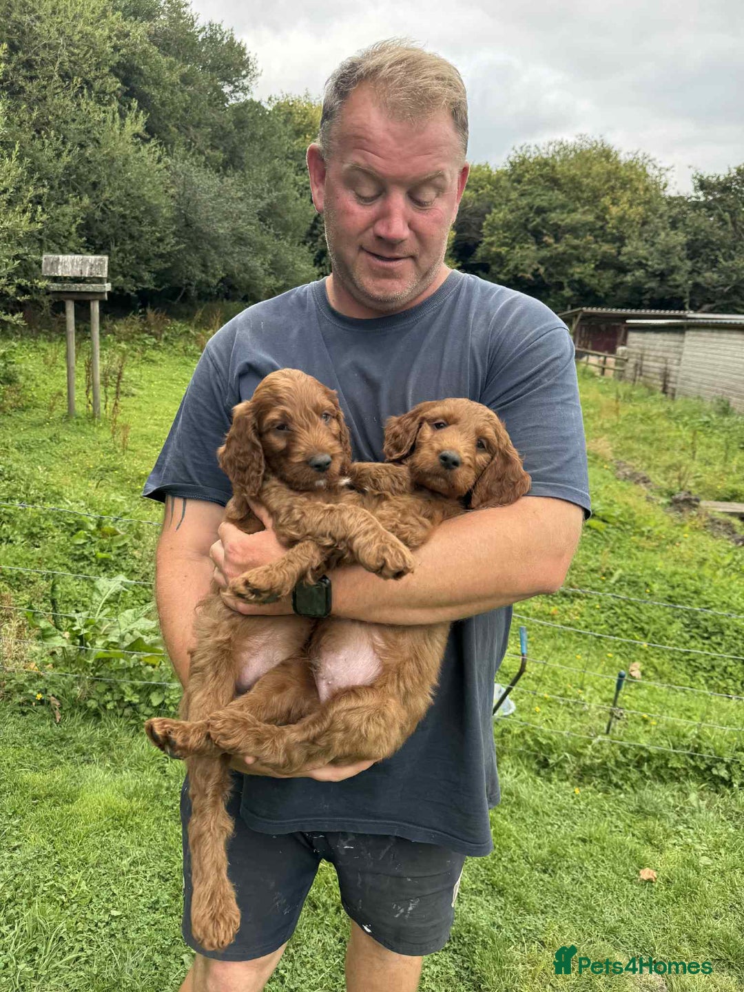 Irish Doodle dogs for sale: Irish doodles - Image 25