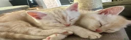 Exotic cats for sale: Adorable kittens in Bolton - Advert 7