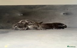 Russian Blue cats for sale: 3 Russian/tabby mix  - Image 1