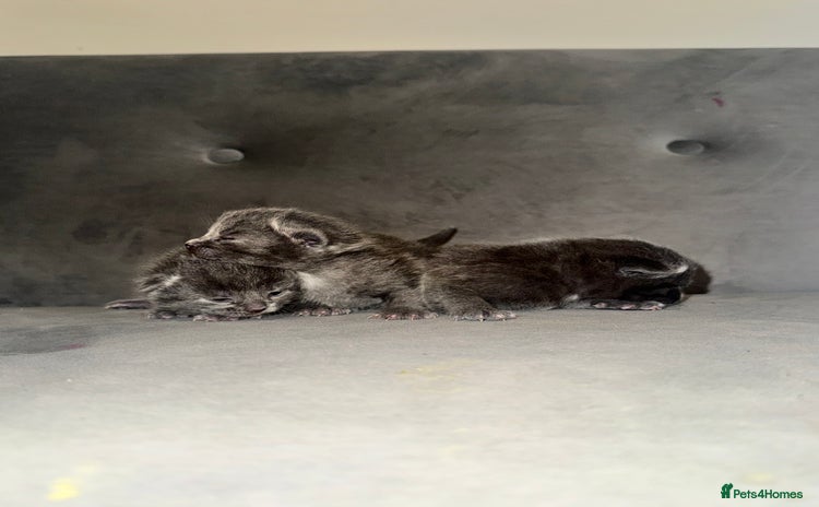 Russian Blue cats - Advert 3