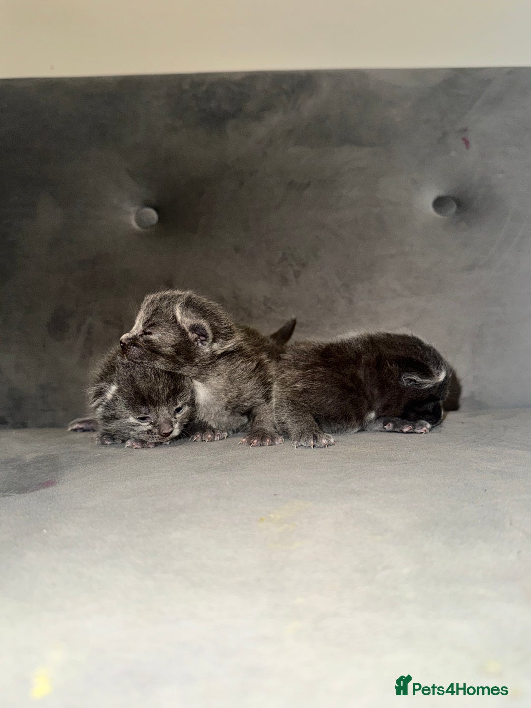 Russian Blue cats for sale: 3 Russian/tabby mix  - Image 1