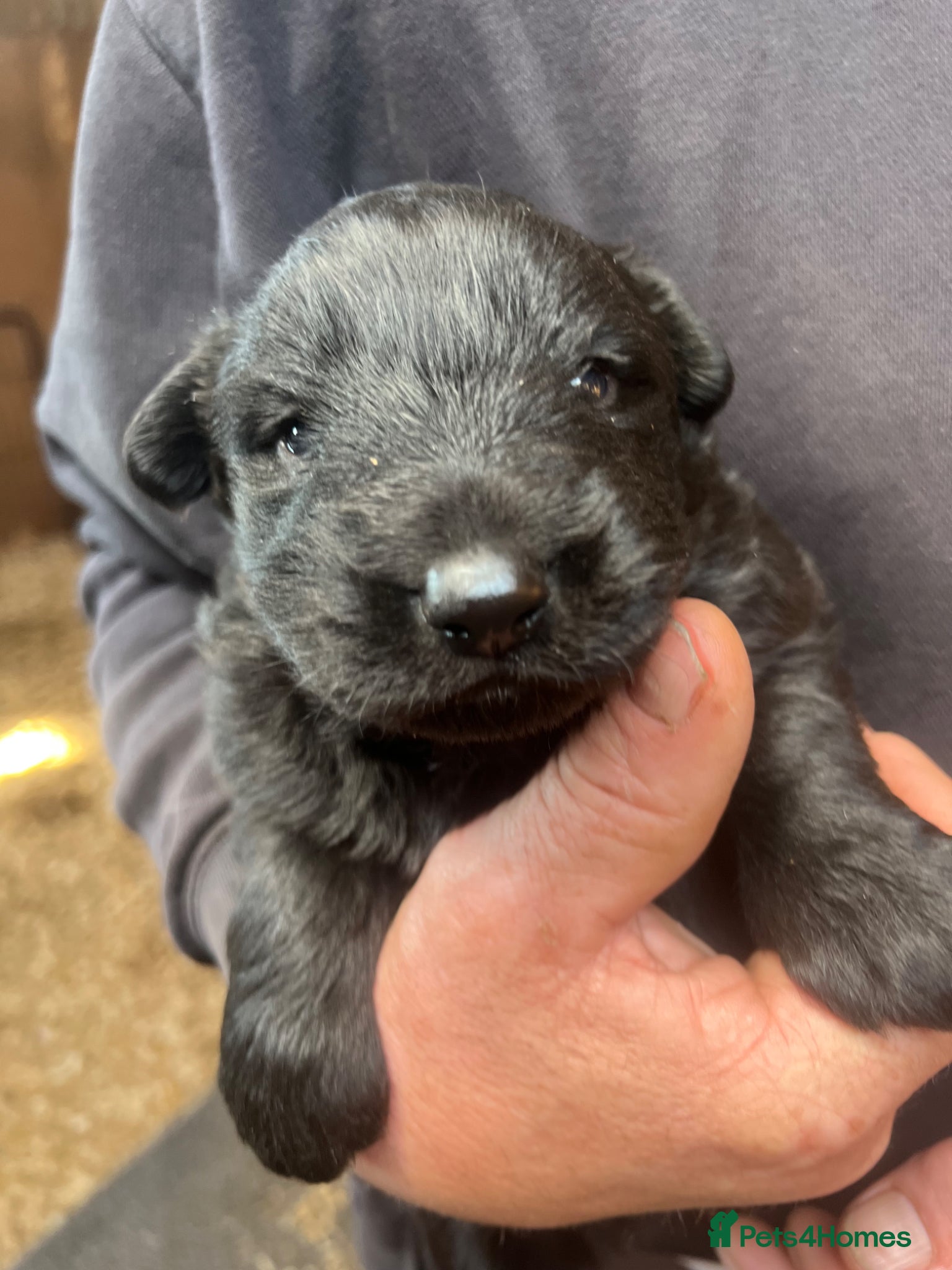 German Shepherd dogs 3 beautiful straight back German shepherd puppys - Advert 9