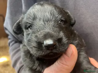 German Shepherd dogs 3 beautiful straight back German shepherd puppys - Advert 9