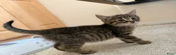 Mixed Breed cats for sale: 2 male tabby kittens urgently need new homes!! - Advert 4