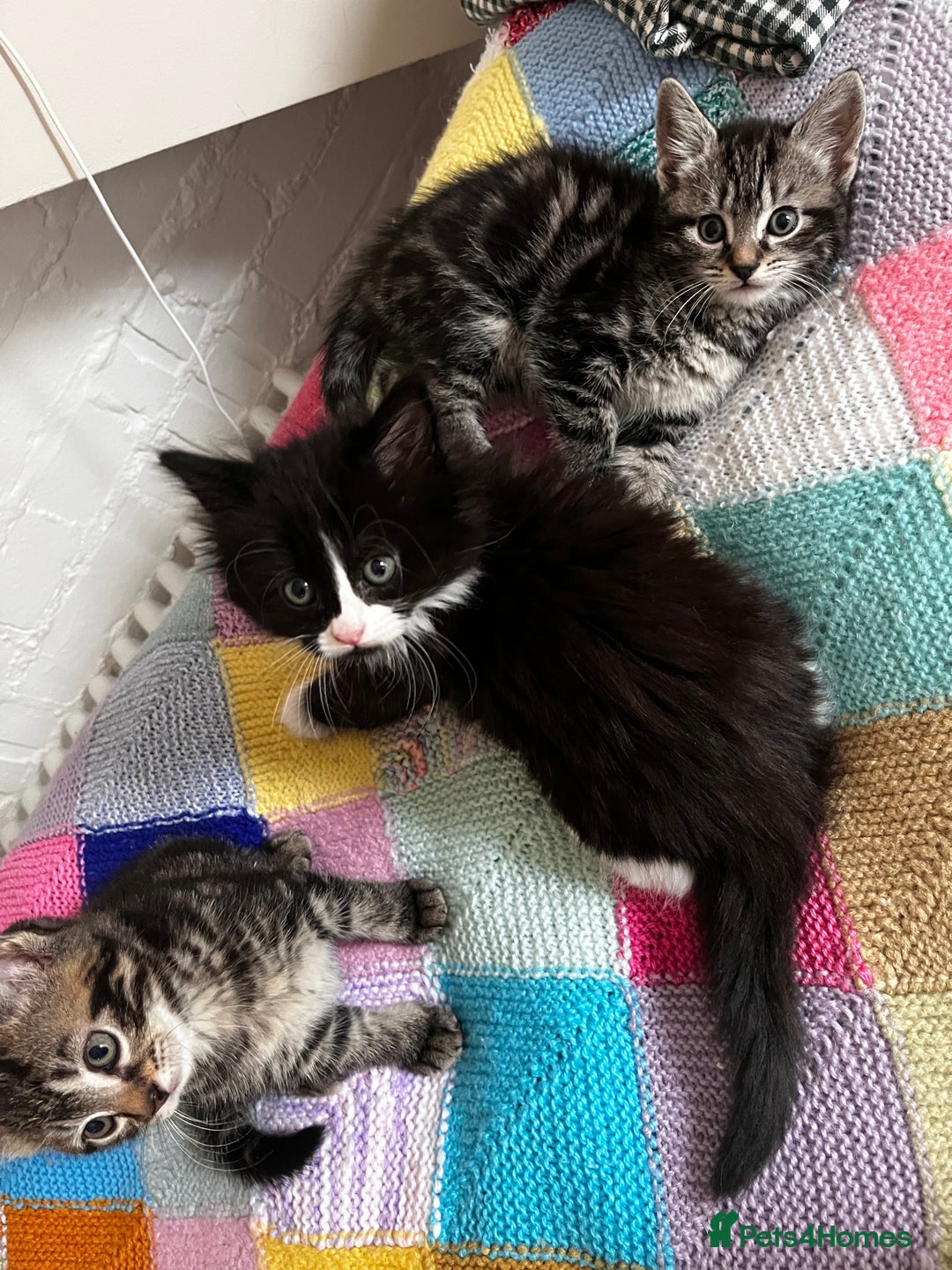 Mixed Breed cats for sale: Playful kittens ready to leave! - Image 10