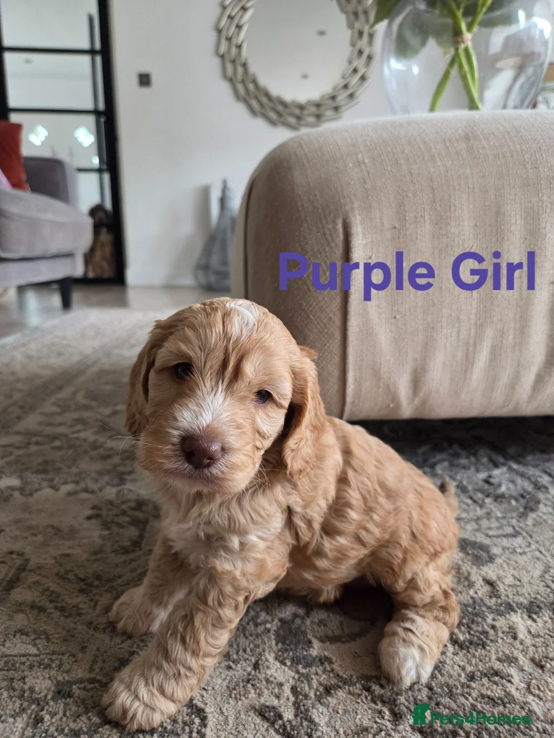 Cockapoo dogs for sale: Our Beautiful litter of F1 Cockapoo puppies  - Advert 13