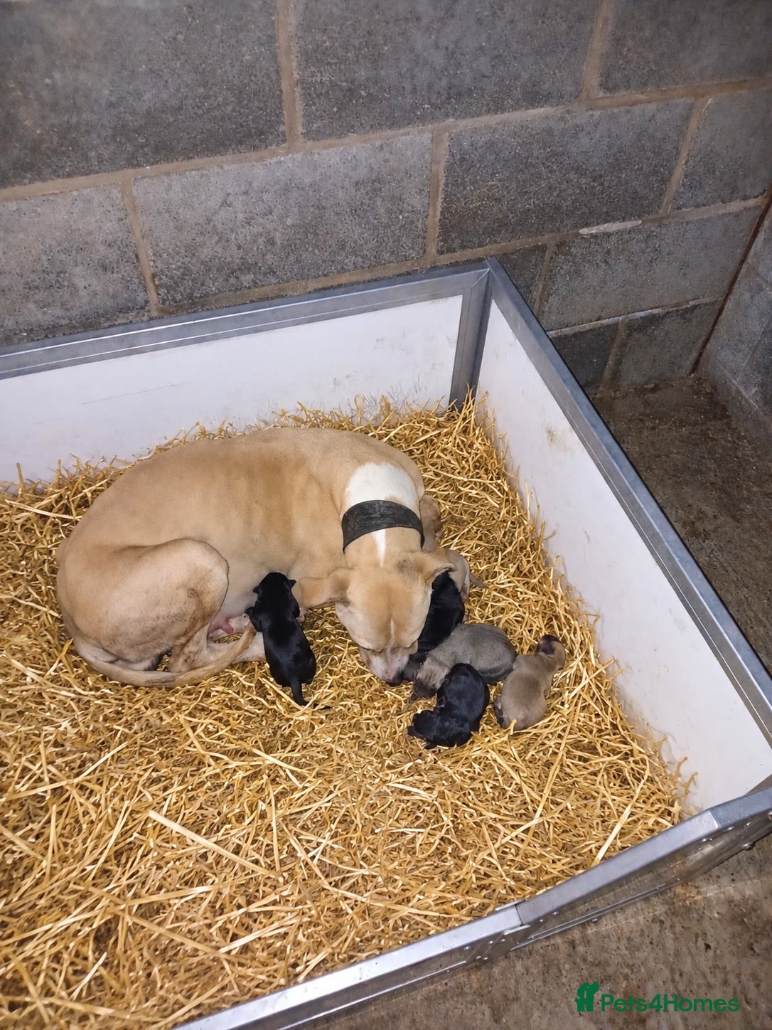 Lurcher dogs Beautiful Lurcher Pups For sale 🐶 - Advert 1