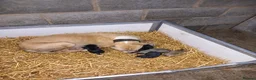 Lurcher dogs for sale: Beautiful Lurcher Pups For sale 🐶 - Advert 1