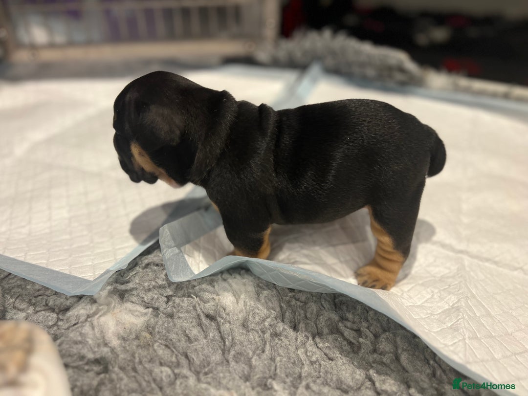 English Bulldog dogs for sale: Chunky English Bulldog Puppies  - Image 23