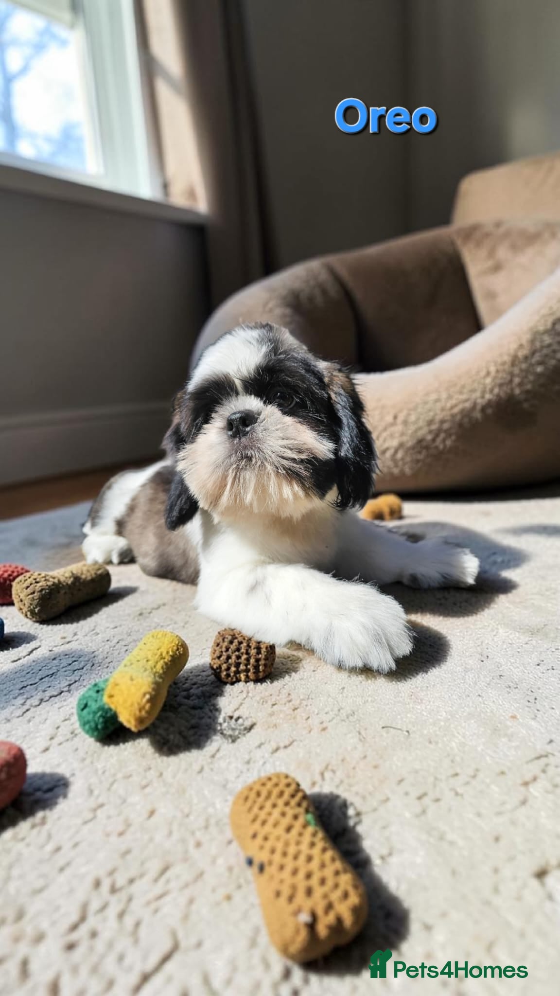 Shih Tzu dogs  💞 QUALITY STANDARD SHIH TZU 💕 - Advert 3