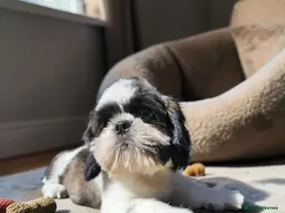 Shih Tzu dogs 💞 QUALITY STANDARD SHIH TZU 💕 - Advert 3