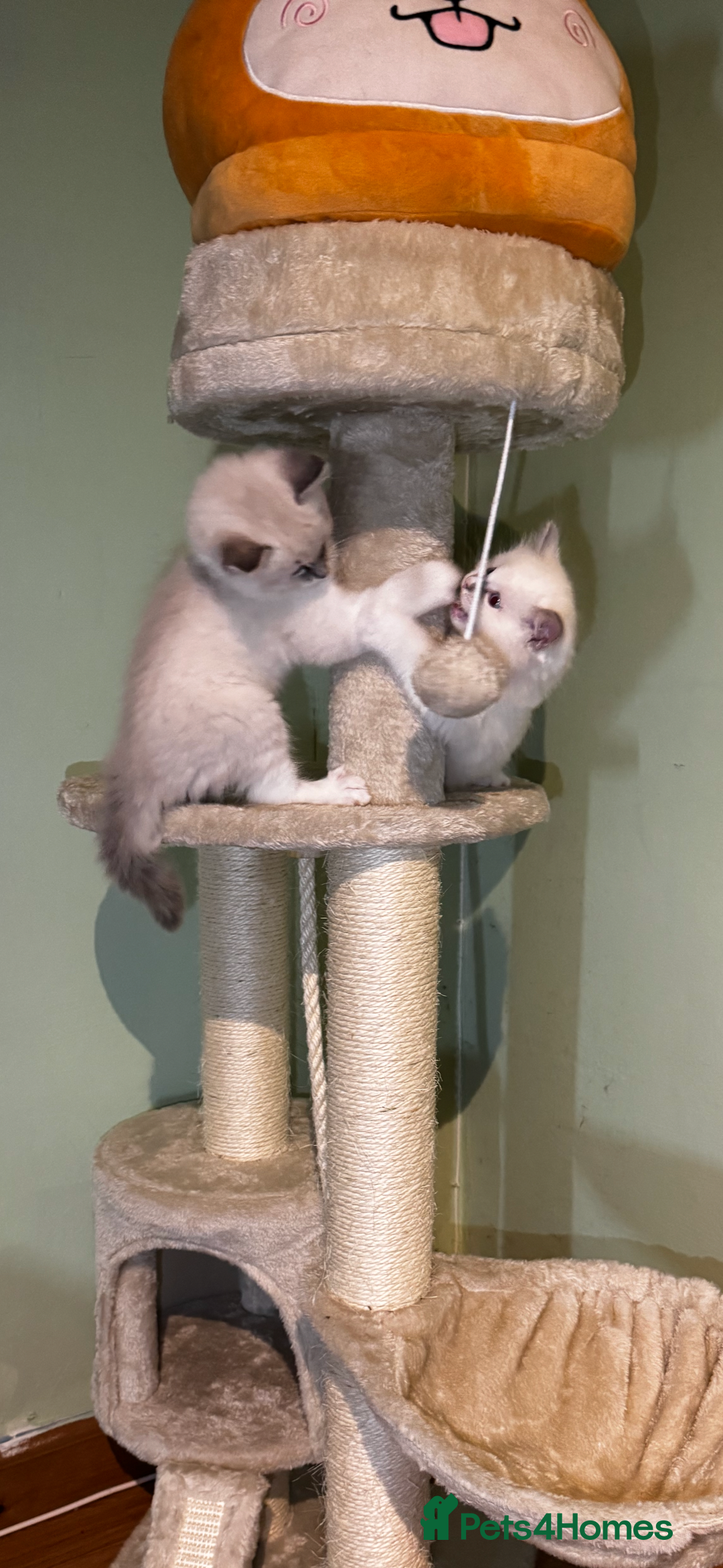 Ragdoll cats for sale: Adorable ragdoll kittens - Image 18