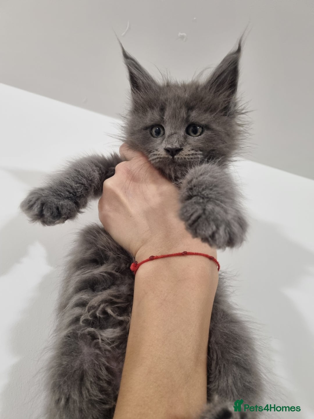Maine Coon cats for sale: Purebred King Size Maine Coon kittens  - Image 8