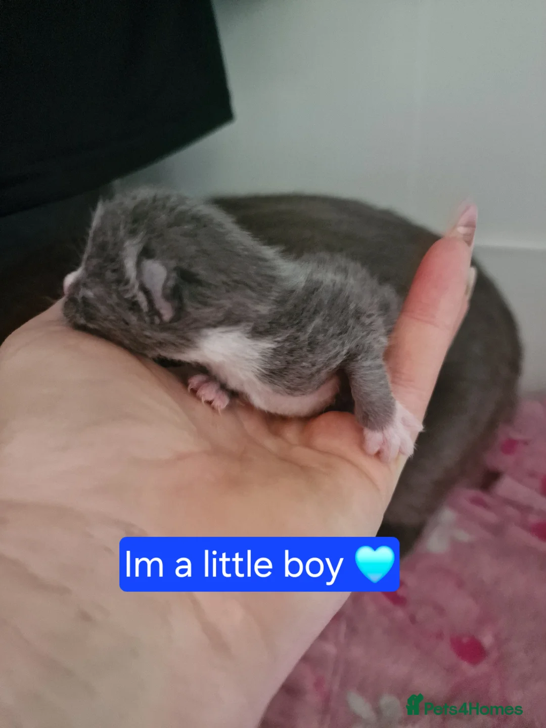 Scottish Fold cats for sale: Scottish fold cross kittens - Advert 2