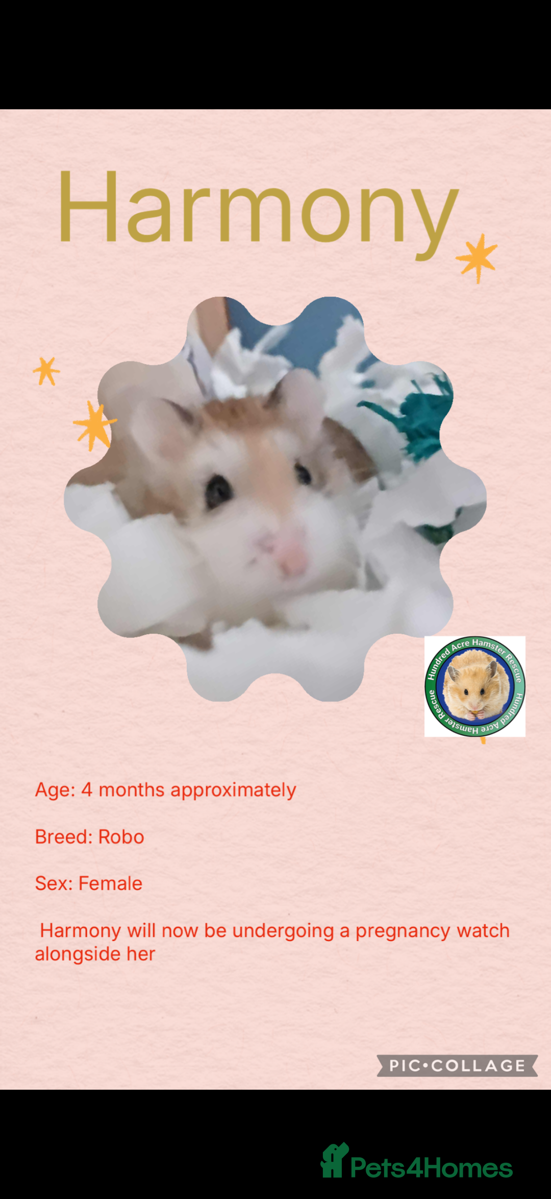 Hamster rodents for sale: Hamsters  - Advert 16