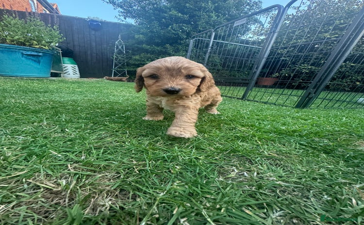 Cockapoo dogs - Advert 12