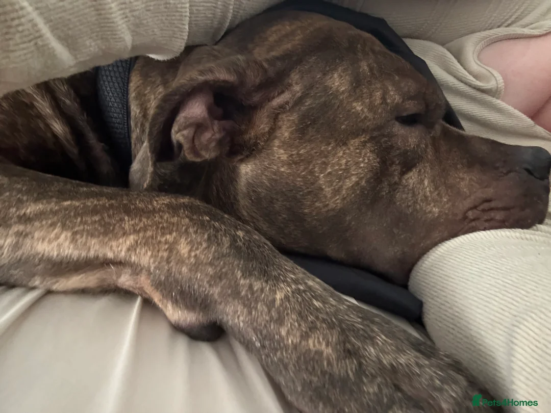 Cane Corso dogs for sale: BRINDLE CANE CORSO   - Advert 8