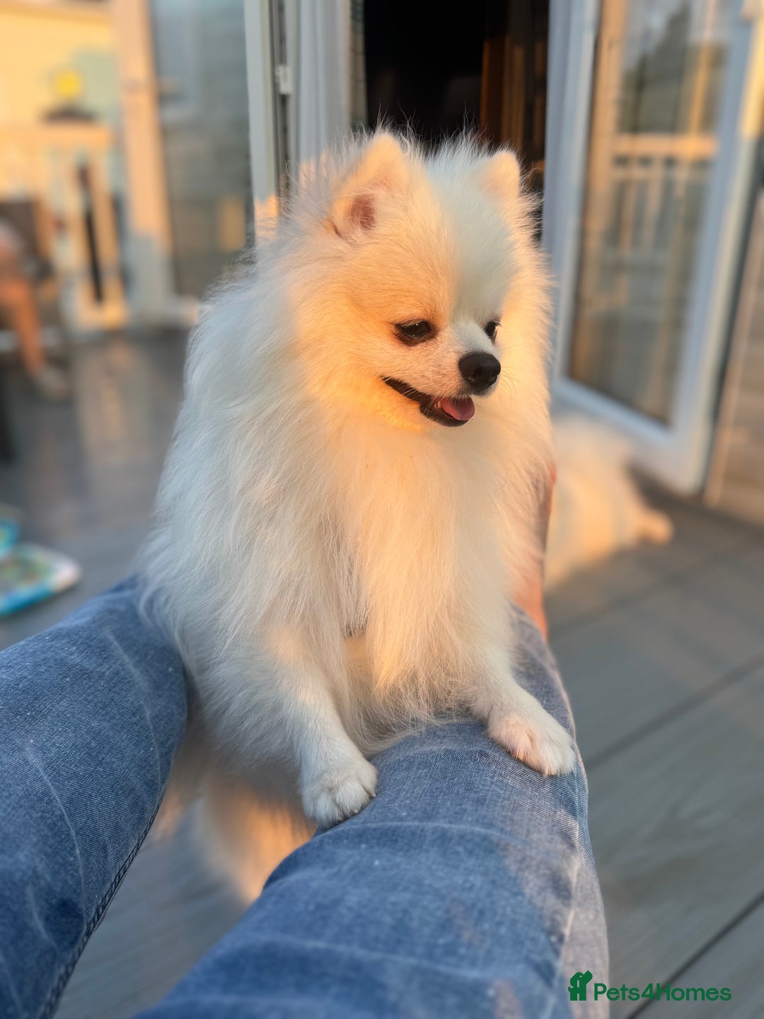 Pomeranian dogs for sale: Pure breed Pomeranian boy and girls  in London - Image 10