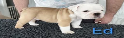 English Bulldog dogs for sale: English Bulldog Puppies  - Advert 4