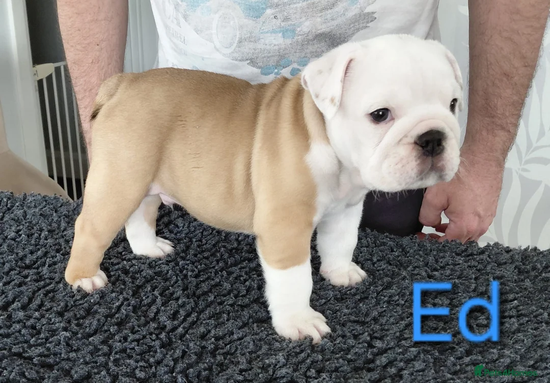 English Bulldog dogs for sale: KC Registered English Bulldog Puppies 🐾 - Advert 13