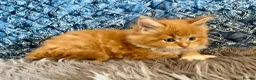 Maine Coon cats for sale: 2 Adorable Maine Coon Kittens TICA reg.  - Advert 12