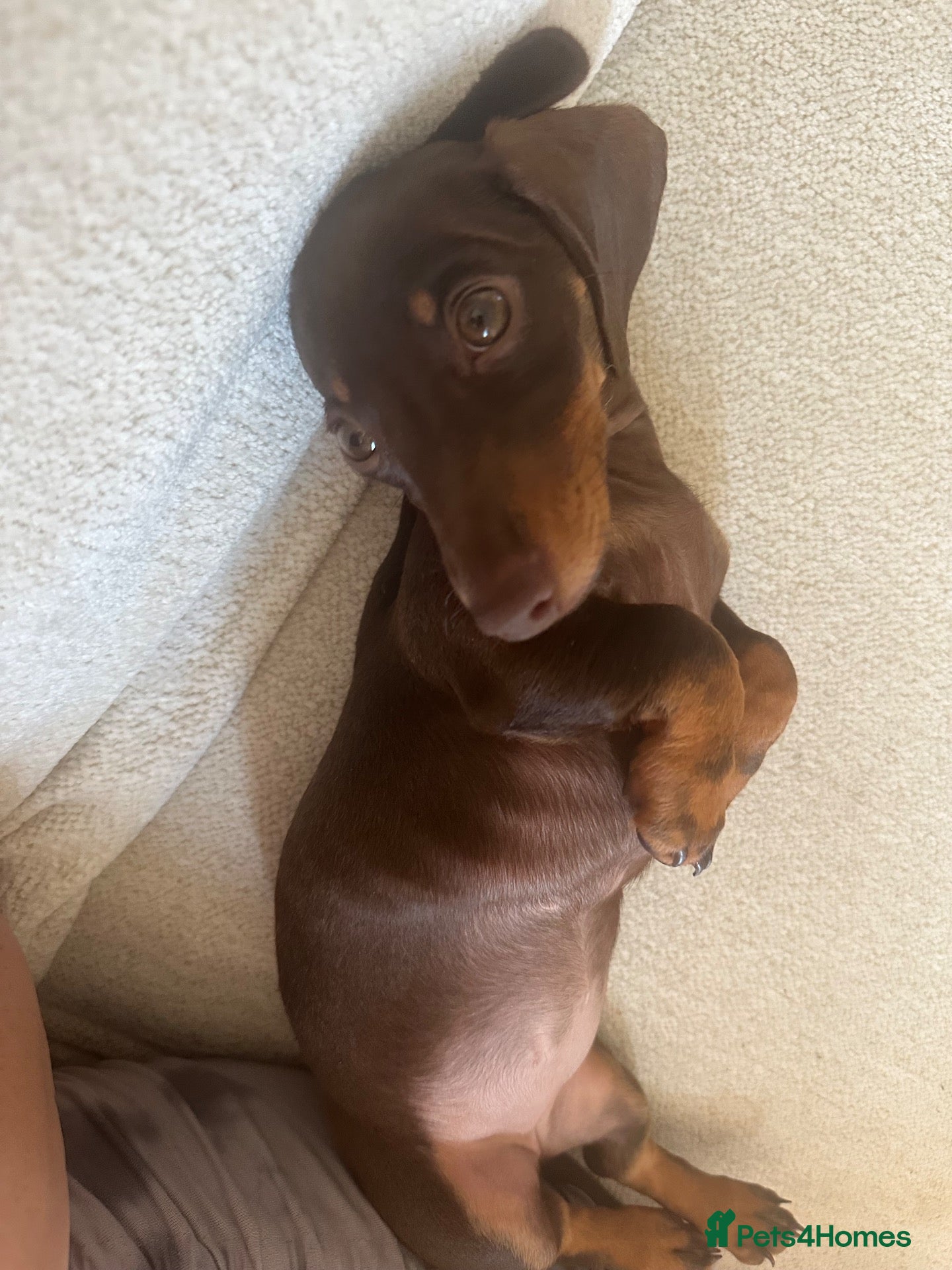 Miniature Dachshund dogs for sale: Miniature dachshund  - Advert 20