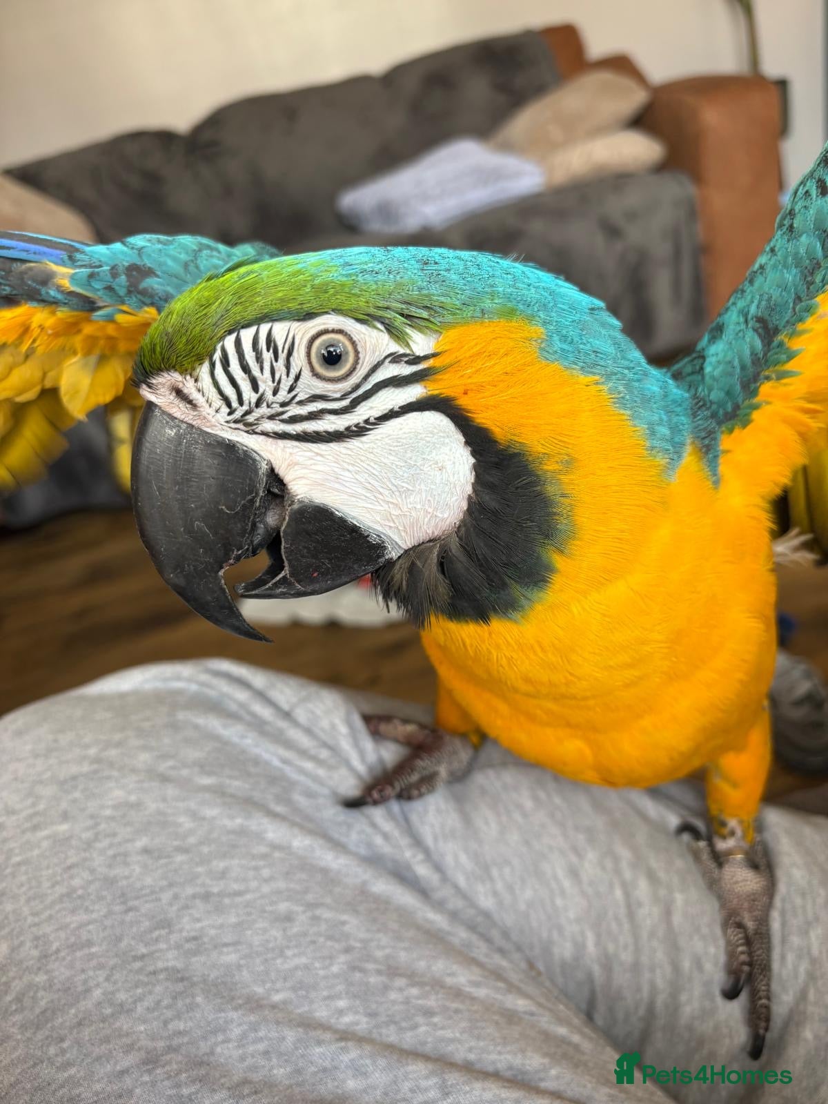 Macaws birds Blue and gold macaw  - Advert 4