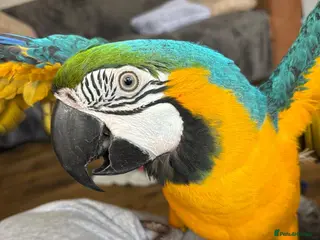 Macaws birds Blue and gold macaw - Advert 3