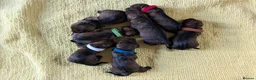 Dachshund dogs for sale: KC Reg.Wire-Haired Dachshund Puppies ( Teckels ) in Fort William - Advert 4