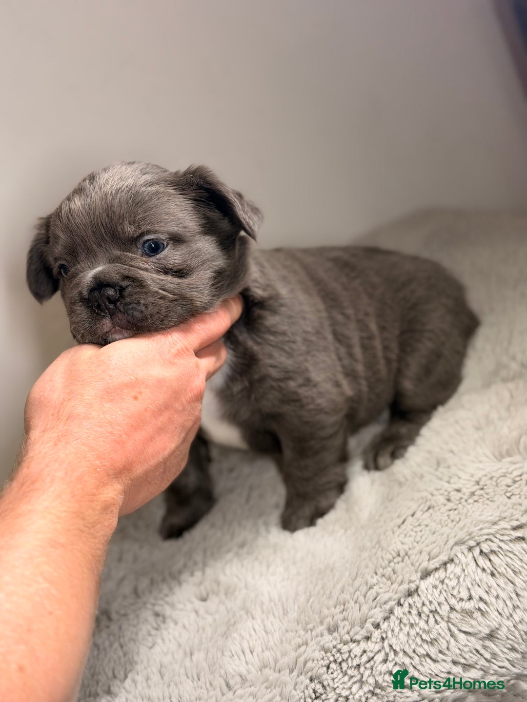 French Bulldog dogs for sale: Full visual outstanding fluffy frenchies - Advert 9