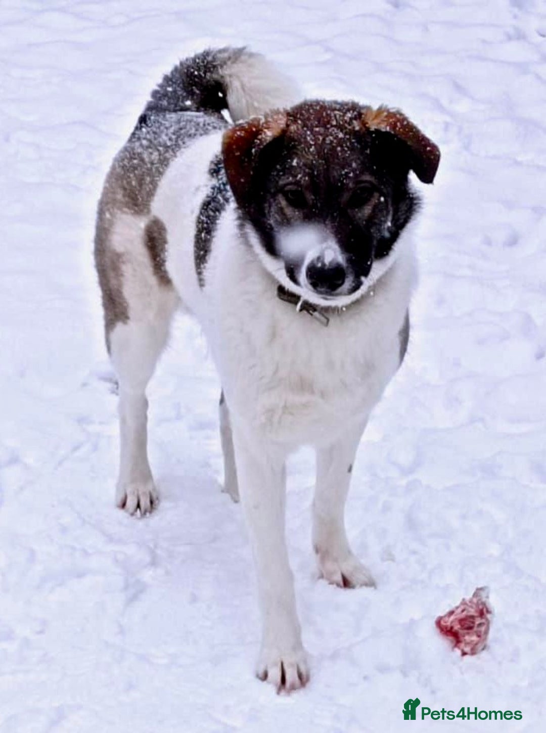 Border Collie dogs for adoption: 🐾 MILA – Female Border Collie - Advert 2