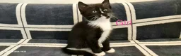 Mixed Breed cats for sale: 6 Beautiful Kittens - Advert 13