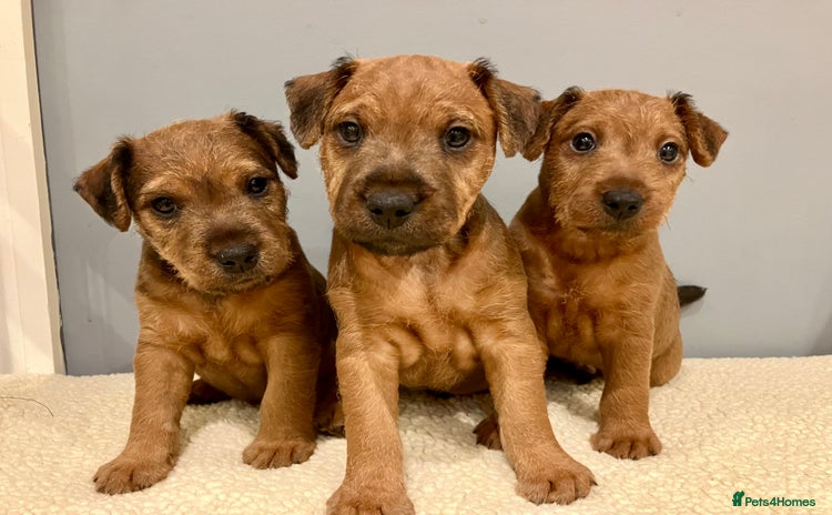Lakeland Terrier dogs - Advert 1