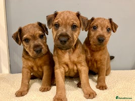 Lakeland Terrier dogs - Advert 3