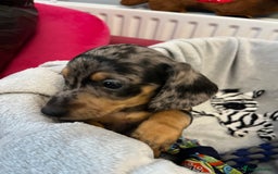 Miniature Dachshund dogs for sale: Stunning miniature dachshund puppies  - Image 23