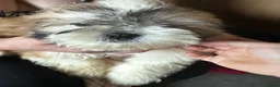 Shih Tzu dogs for sale: Shih Tzu puppy  - Advert 23