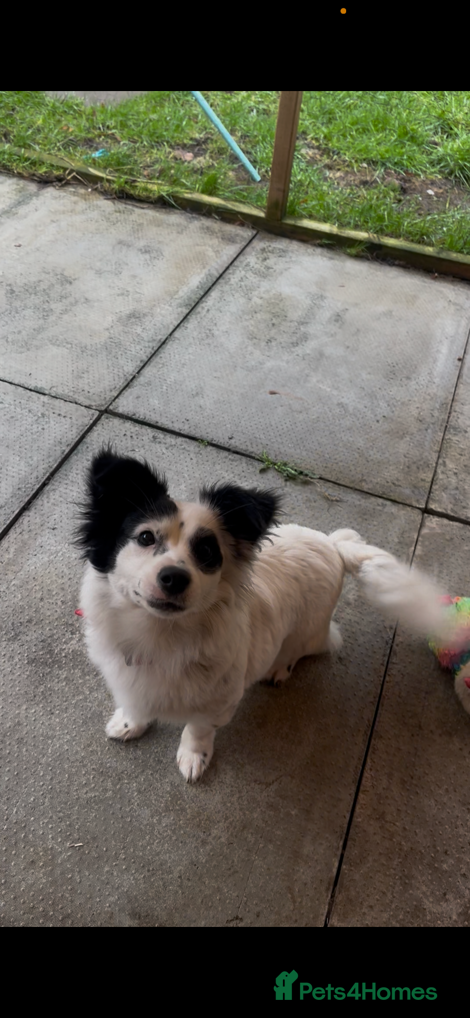 Mixed Breed dogs Papillon x Jack Russell - Advert 1