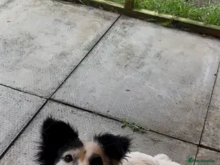 Mixed Breed dogs Papillon x Jack Russell - Advert 1