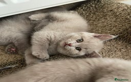 British Shorthair cats for sale: British Shorthair Kittens - Ready in 3 Weeks! - Image 4
