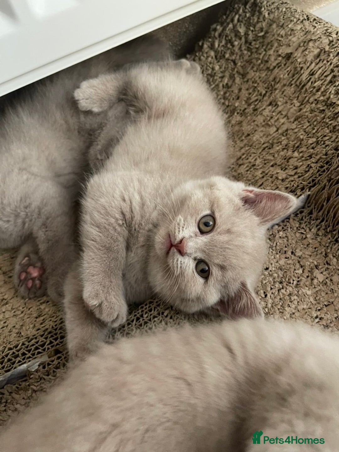 British Shorthair cats for sale: British Shorthair Kittens - Ready in 3 Weeks! - Image 4