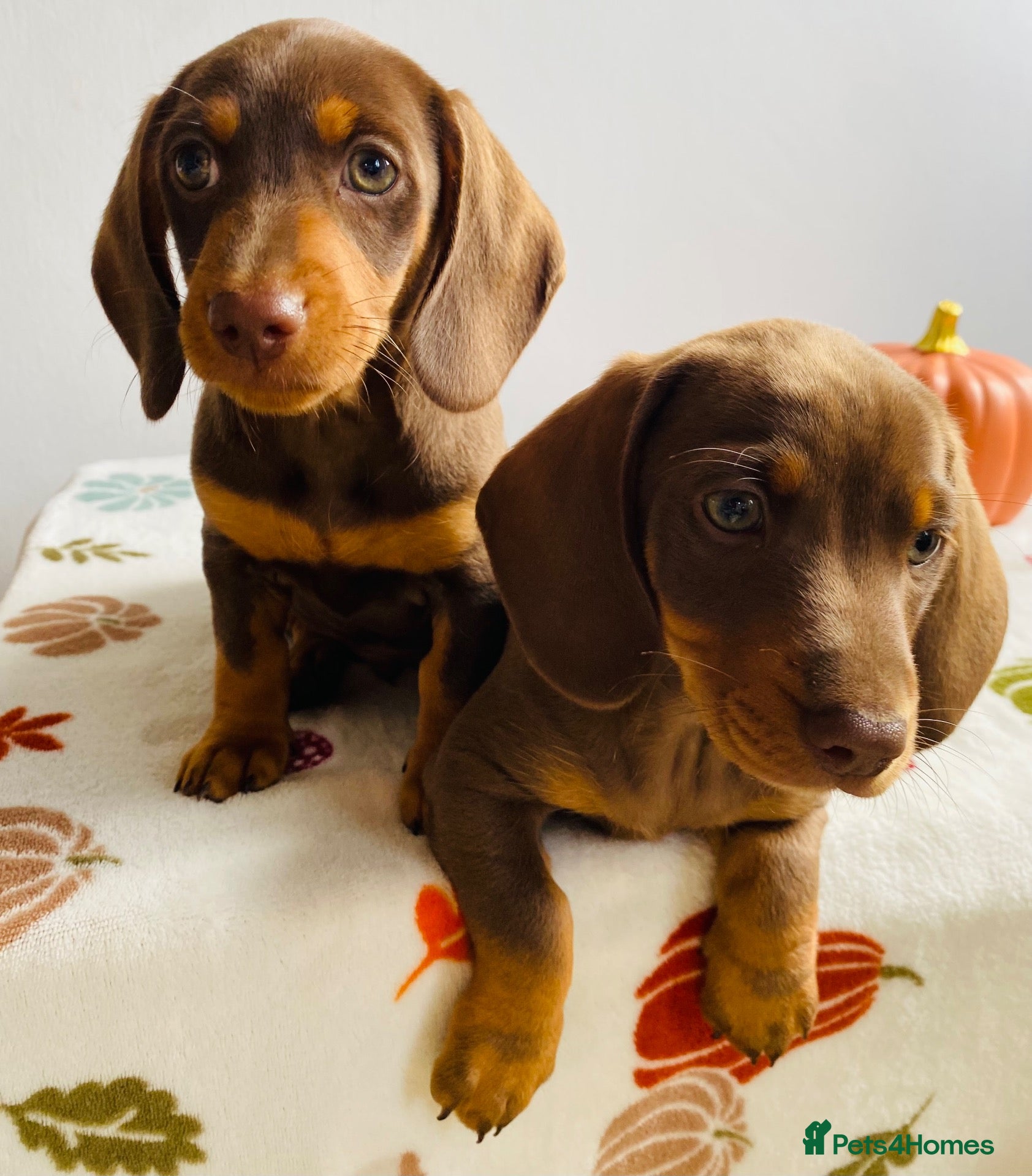 Miniature Dachshund dogs Miniature dachshund puppies - vet checked - Advert 1