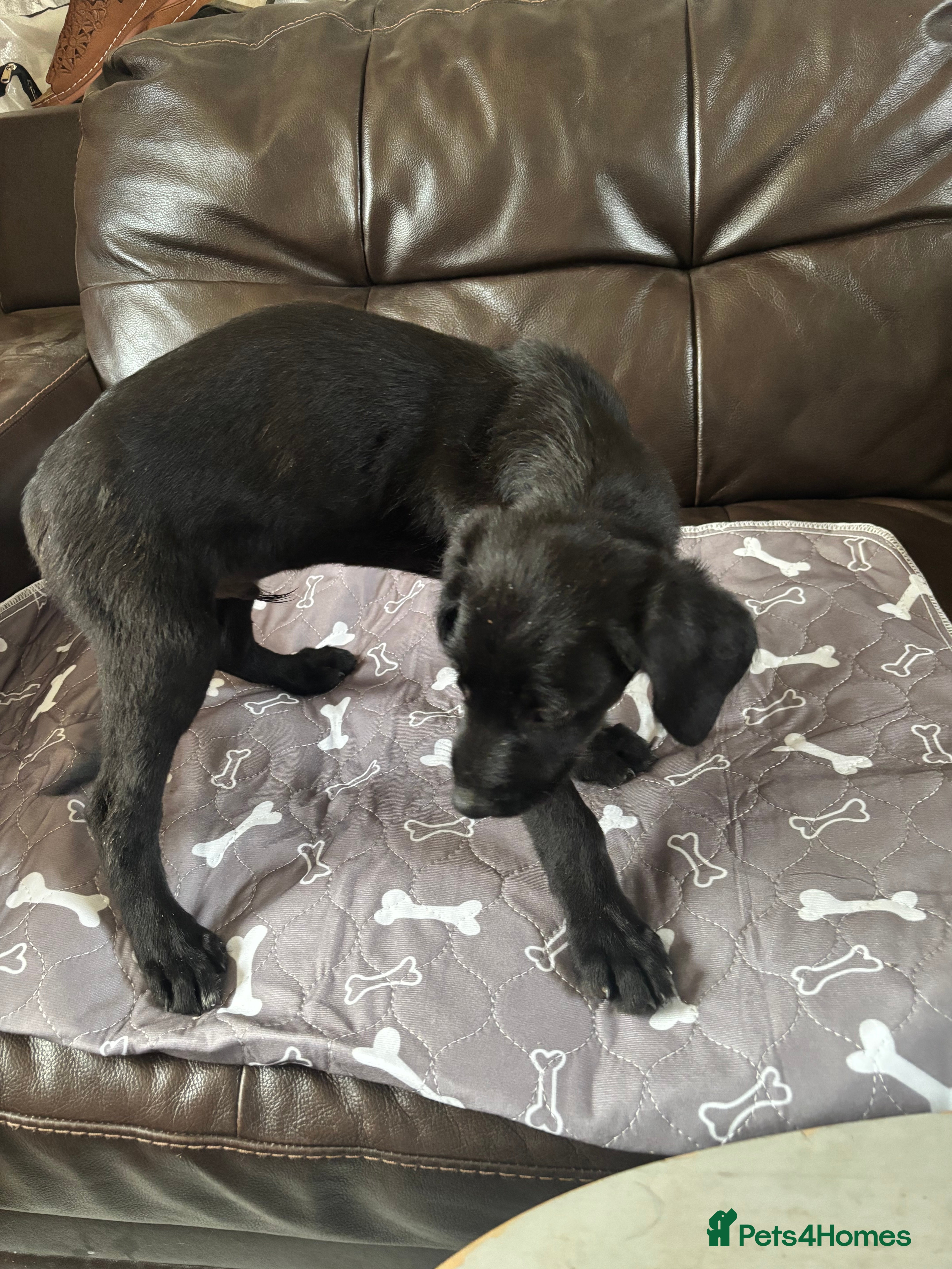 Mixed Breed dogs 7 Labrador lurcher puppies! - Advert 2