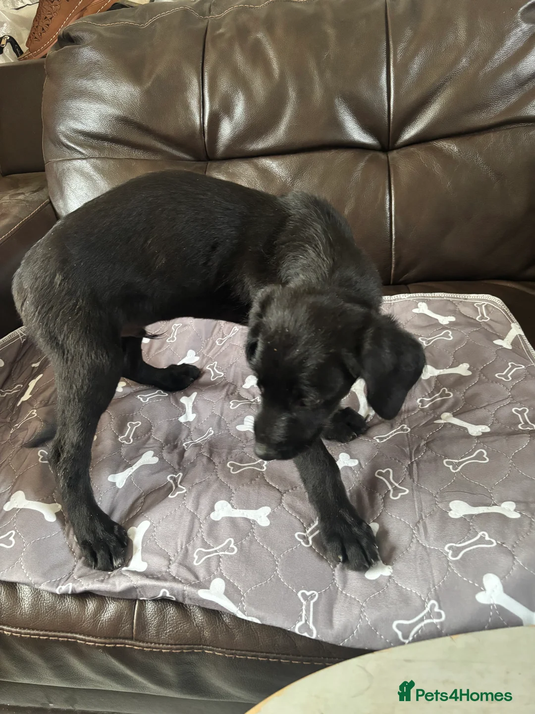 Mixed Breed dogs for sale: 7 Labrador and lurcher puppies! - Advert 2