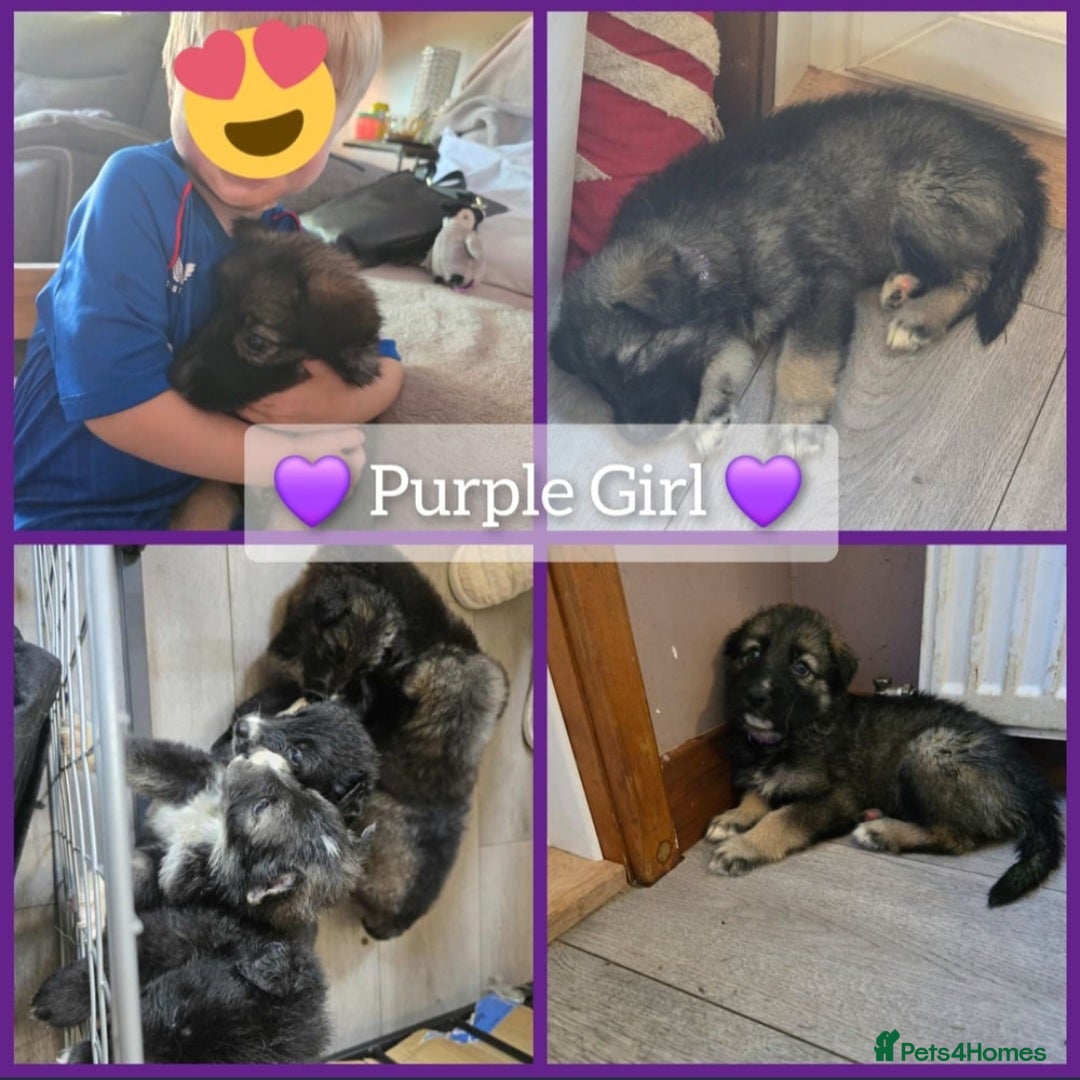 Mixed Breed dogs for sale: German Shepherd X Puppies - Image 15