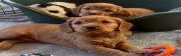 Mixed Breed dogs for sale: Golden Red Cockalier Puppies 1x boy 1x girl  - Advert 1