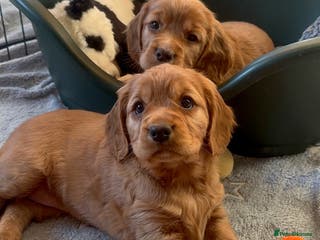 Mixed Breed dogs Golden Red Cockalier Puppies 1x boy 1x girl - Advert 17