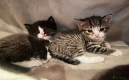 Mixed Breed cats for sale: 7 Kittens looking to move into forever home - Image 1