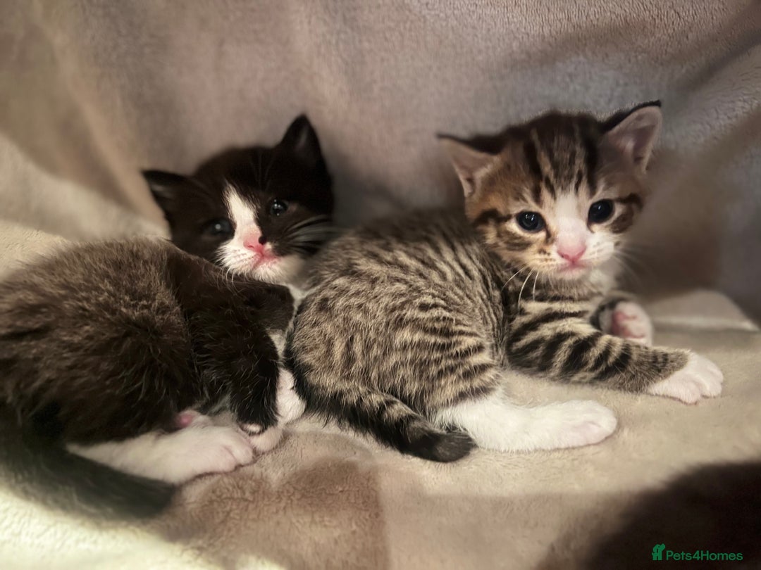 Mixed Breed cats for sale: 7 Kittens looking to move into forever home - Image 1
